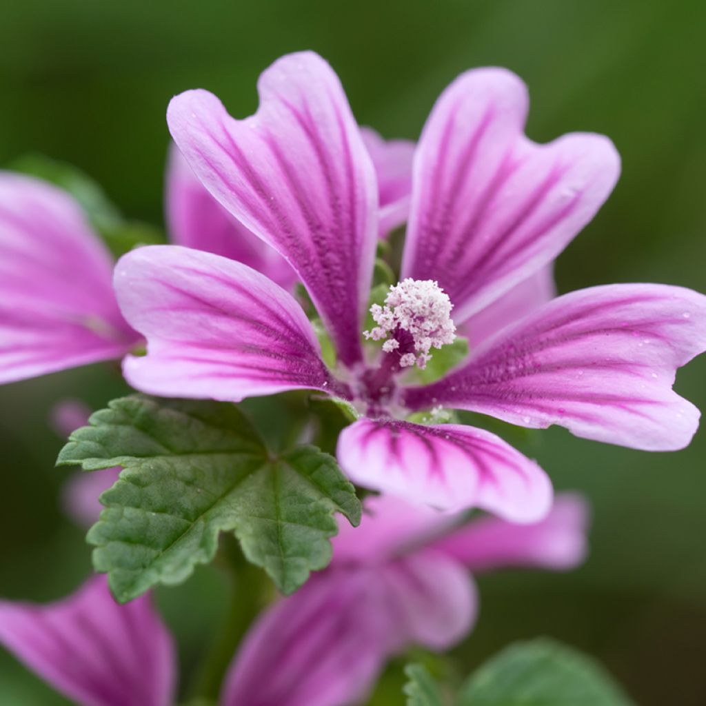Malva sylvestris - Groot kaasjeskruid