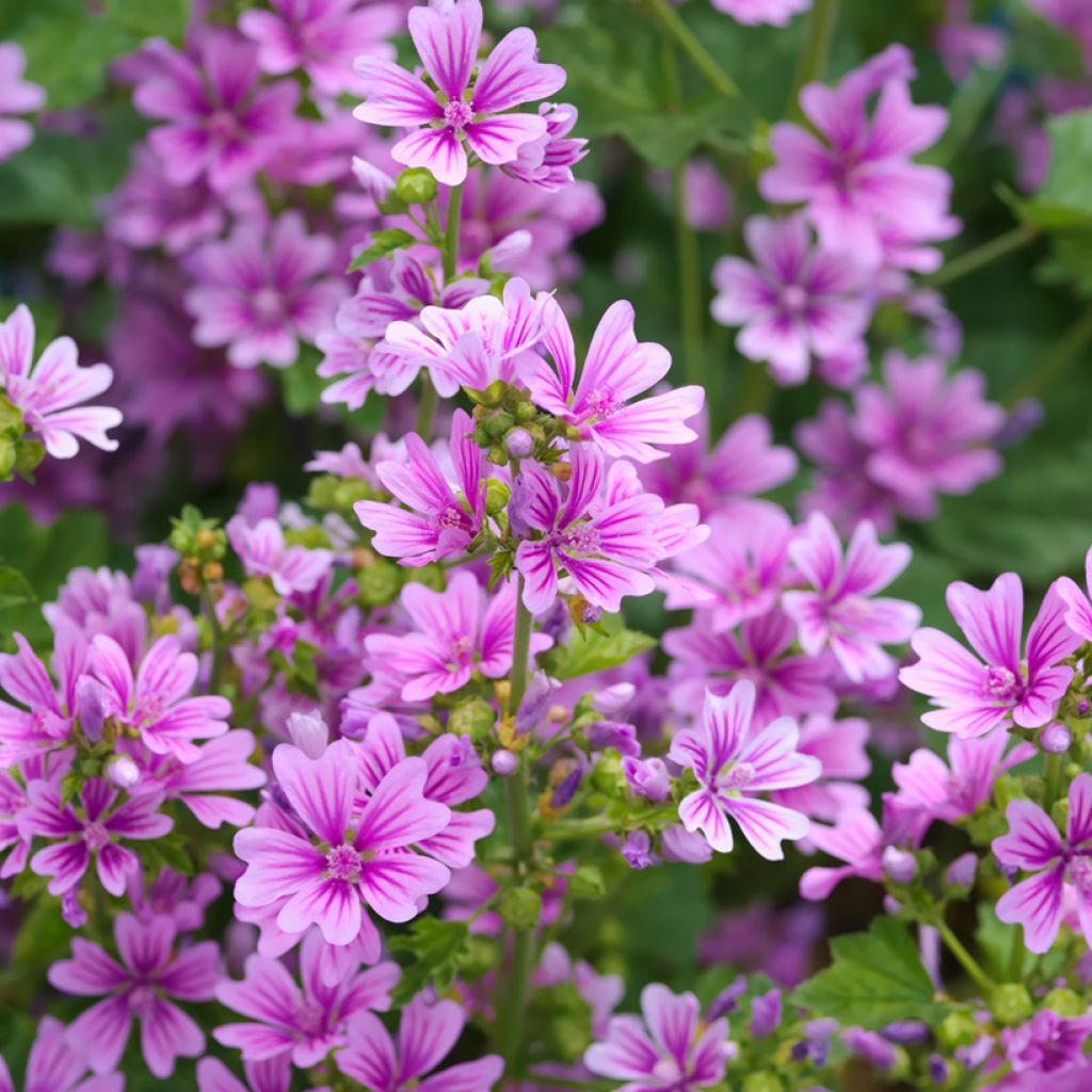 Malva sylvestris - Groot kaasjeskruid