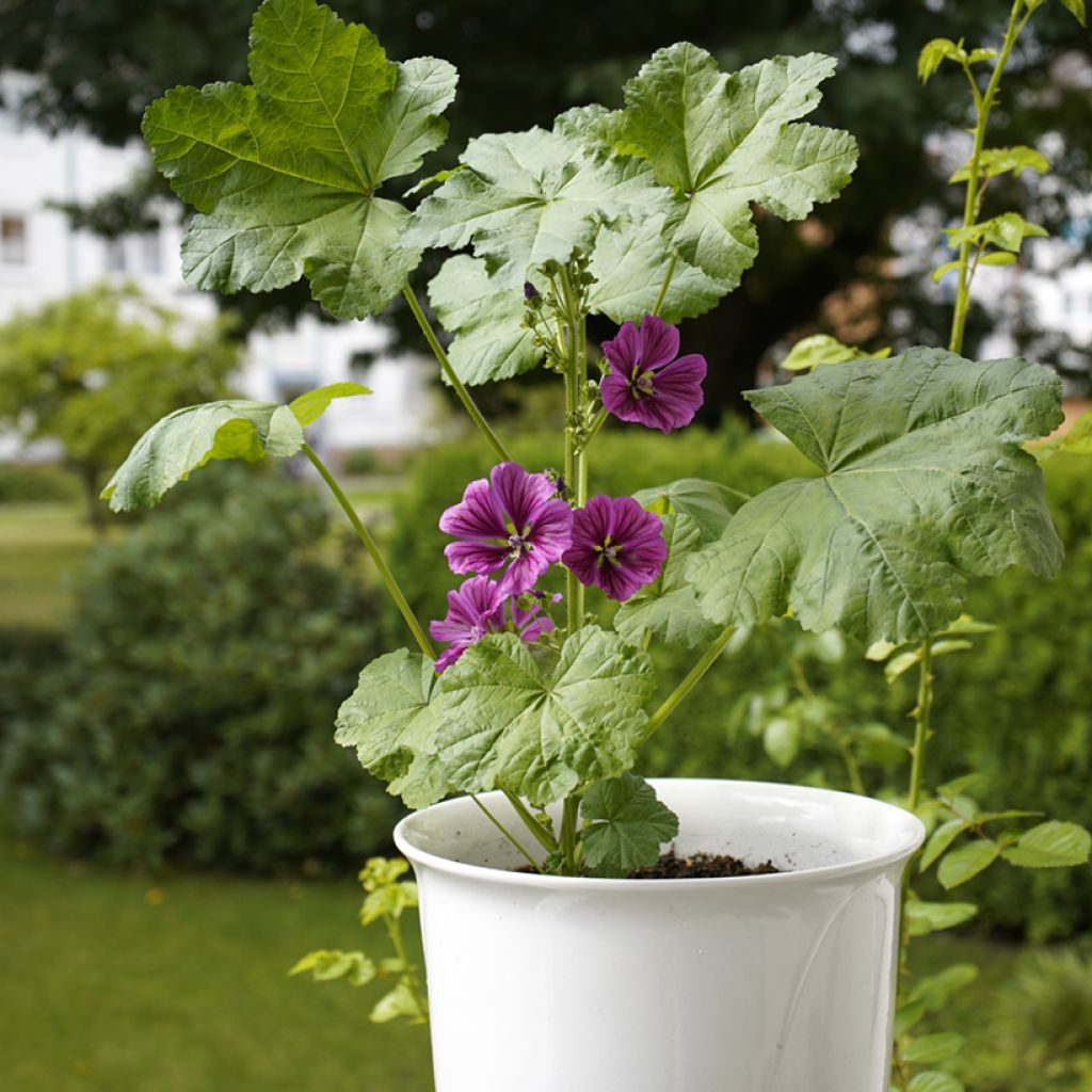 Malva sylvestris - Groot kaasjeskruid