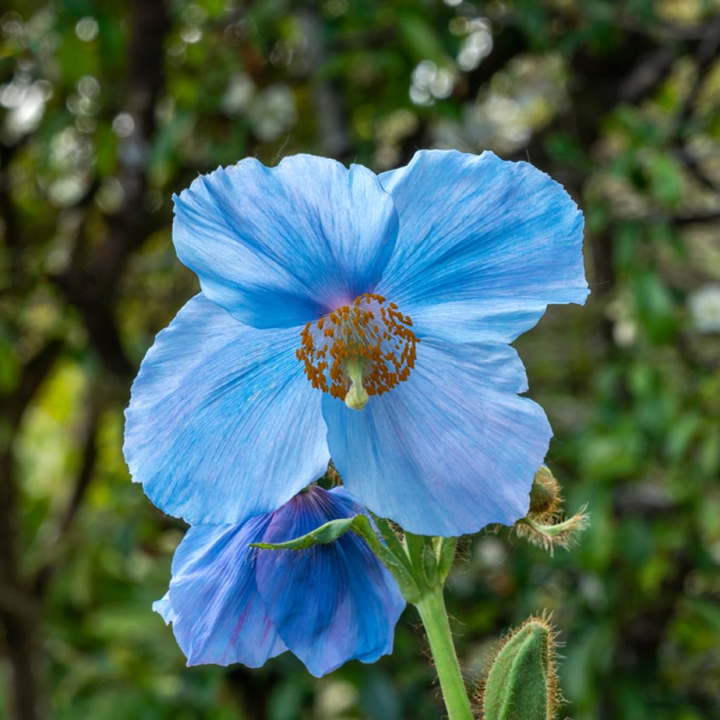 Meconopsis sheldonii Lingholm - Blauwe papaver