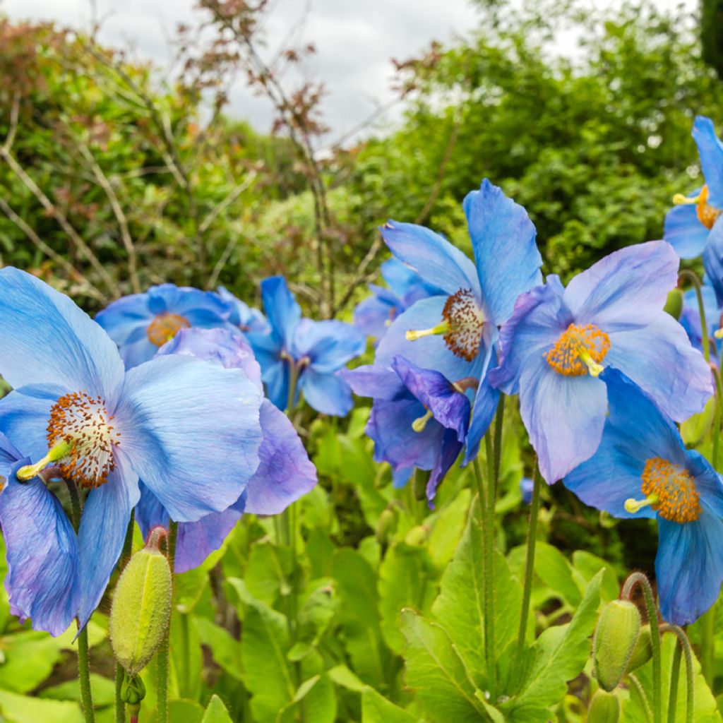 Meconopsis sheldonii Lingholm - Blauwe papaver