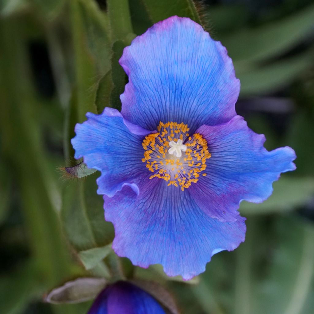 Meconopsis sheldonii Lingholm - Blauwe papaver