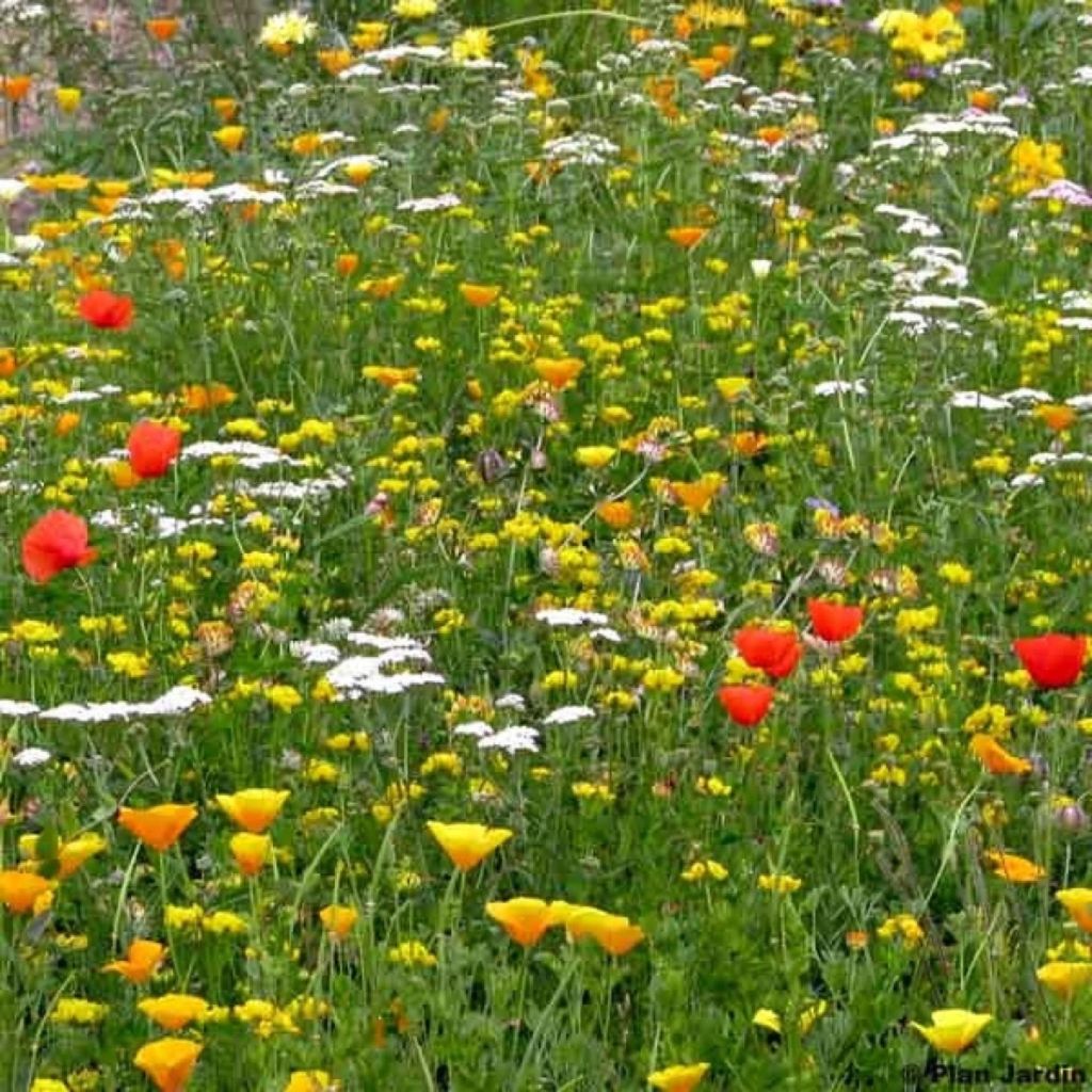 Droogteminnend plantenmengsel