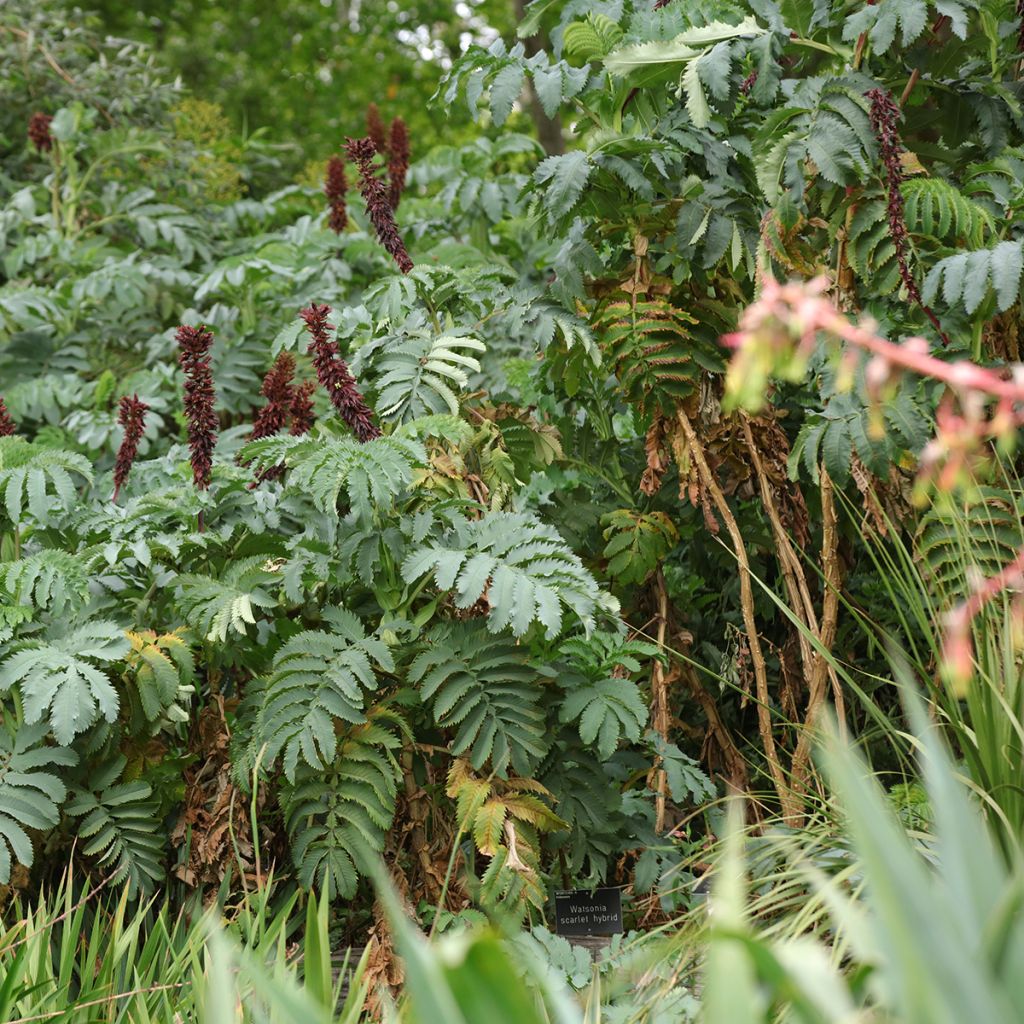 Melianthus major - Grote honingbloem