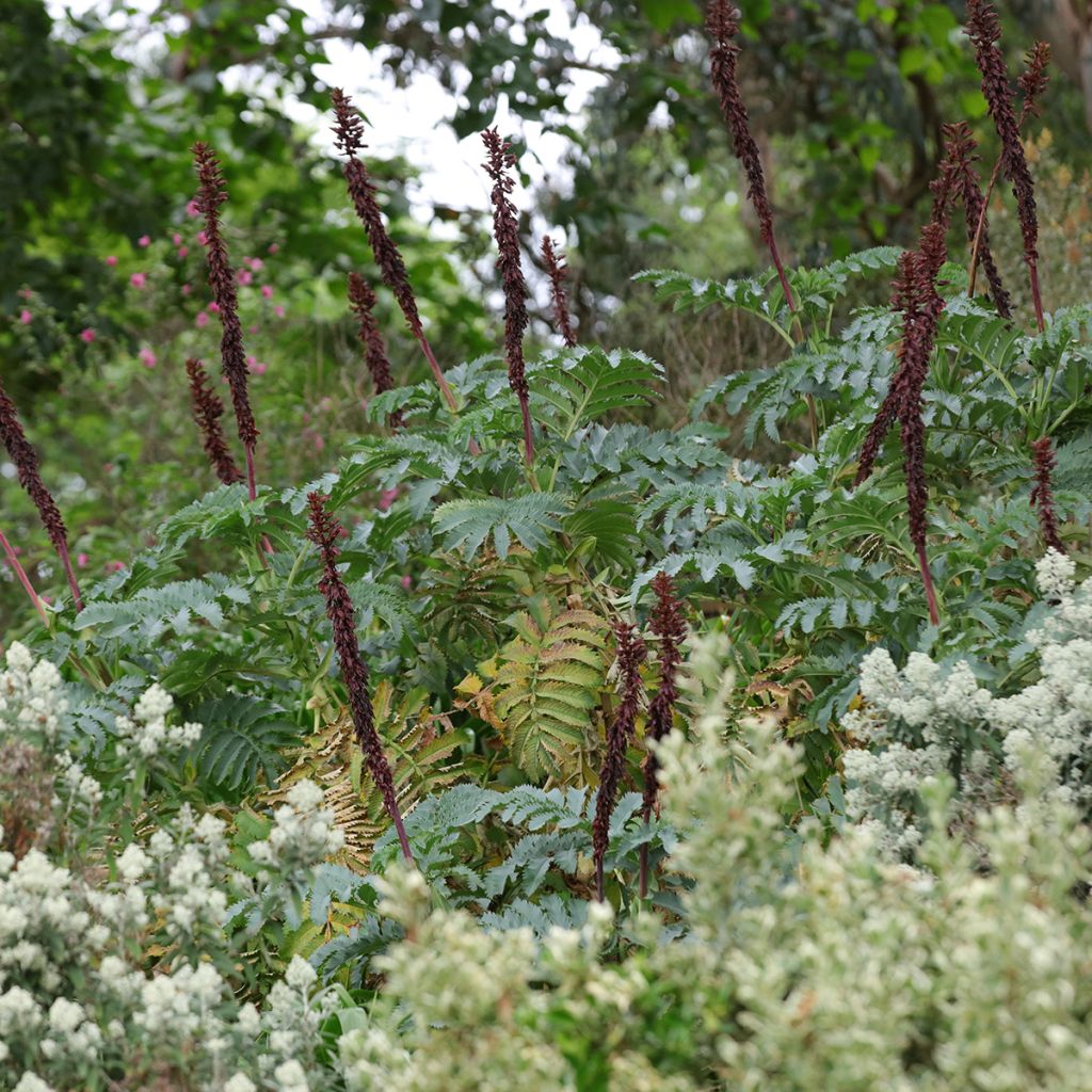 Melianthus major - Grote honingbloem