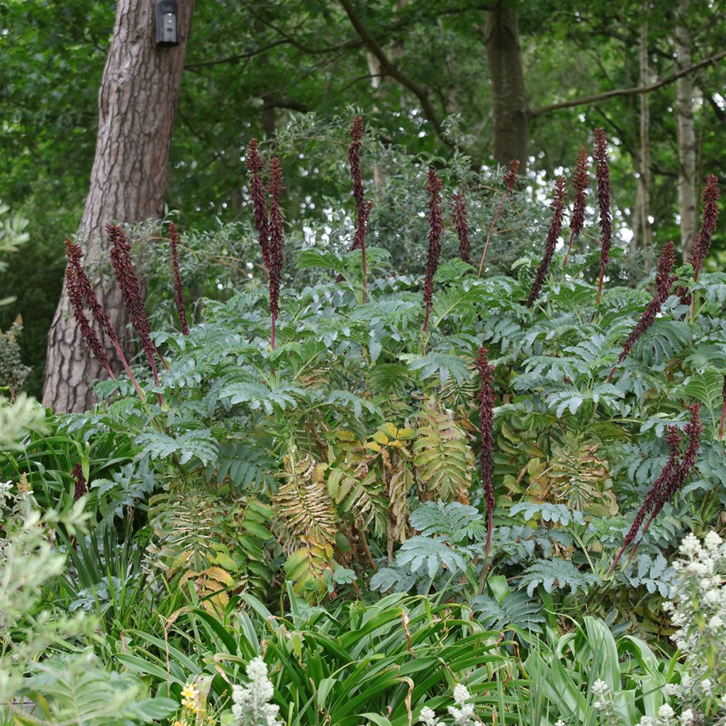 Melianthus major - Grote honingbloem