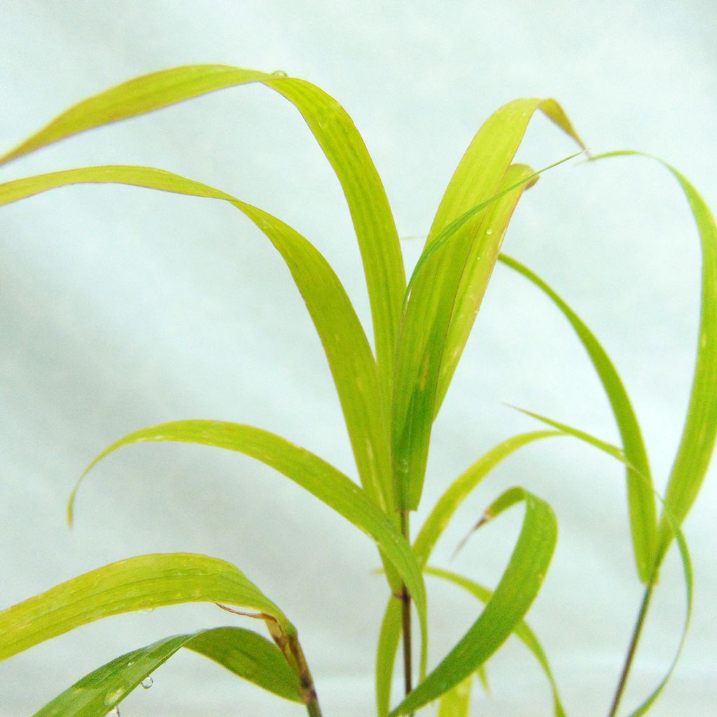 Melica altissima Atropurpurea - Parelgras