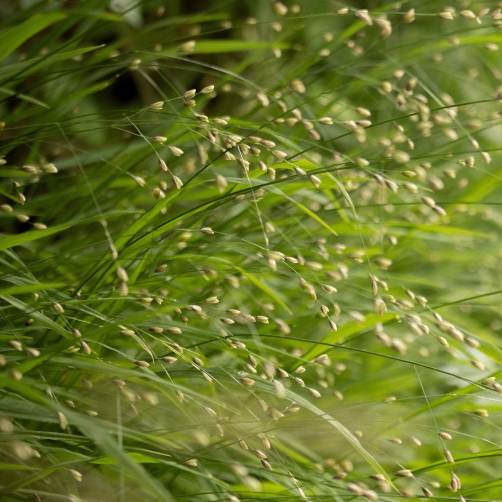 Melica uniflora albida - Eenbloemig parelgras