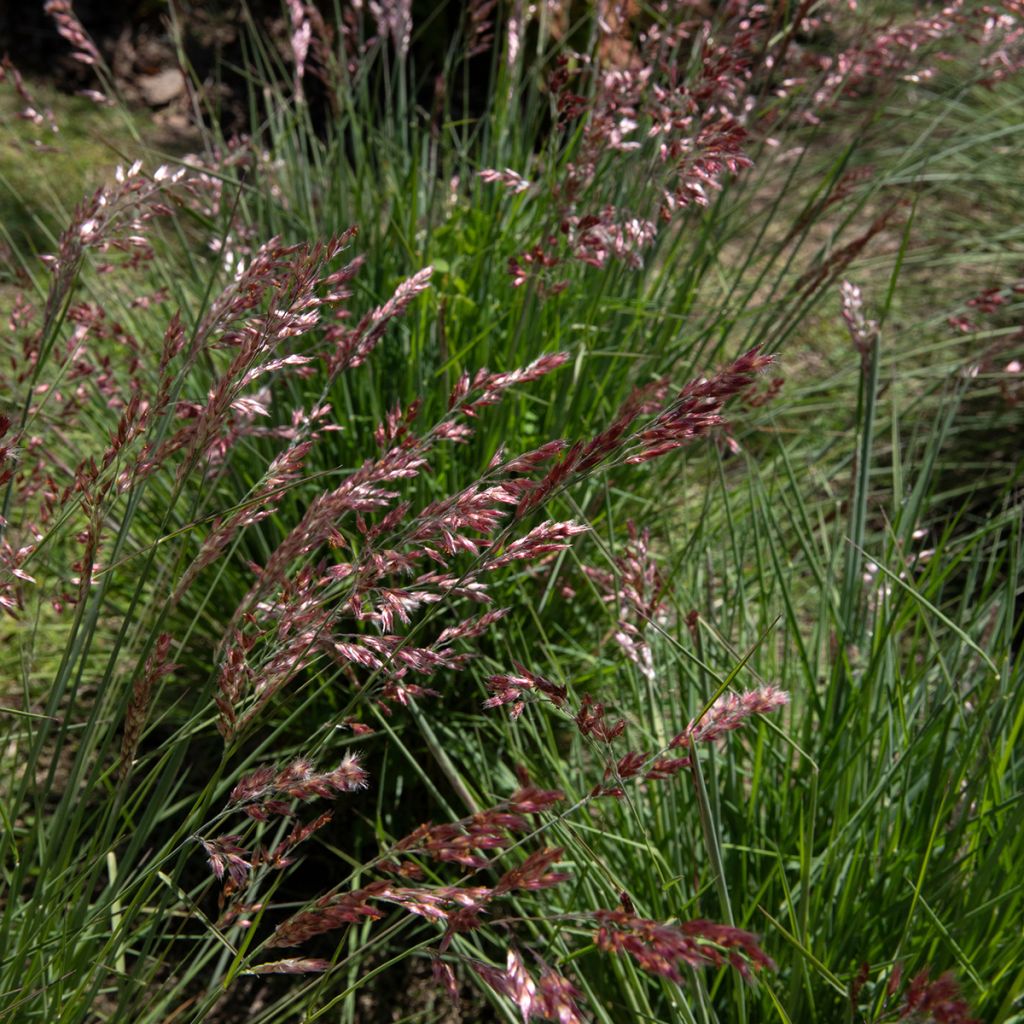 Melinis nerviglumis - Honinggras