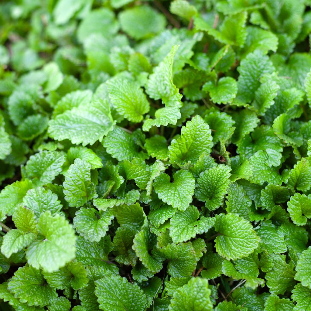 Citroenmelisse BIO - Melissa officinalis (zaad)