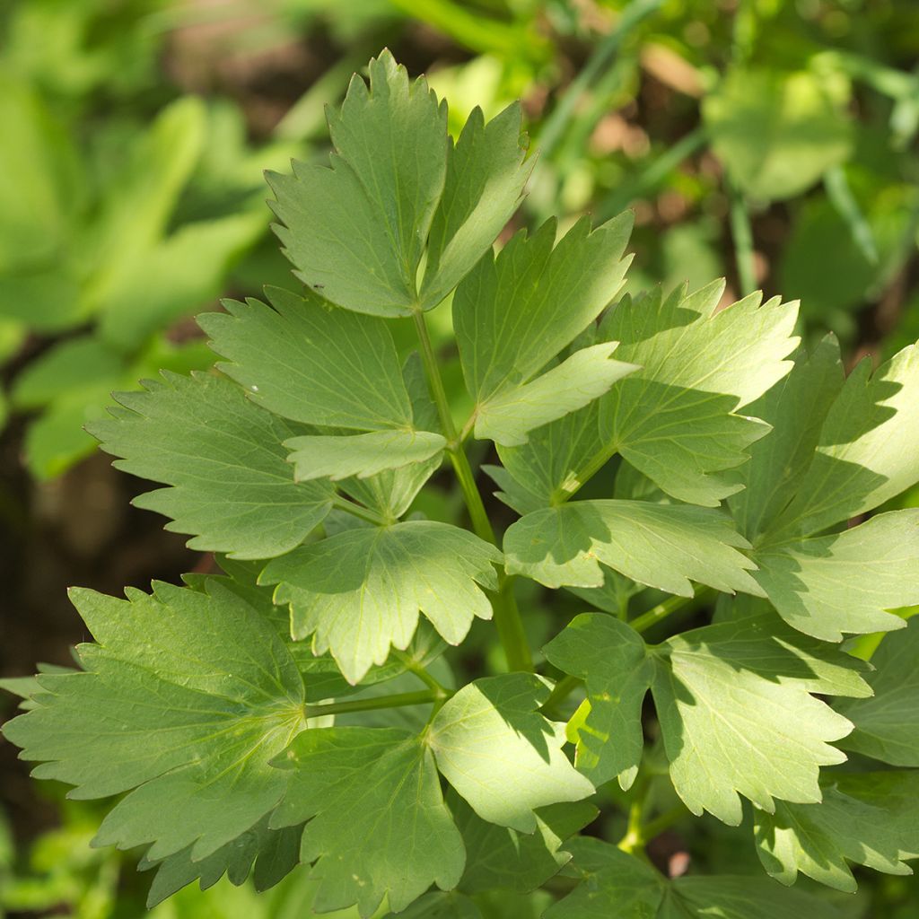 Citroenmelisse Citro Quick - Melissa officinalis