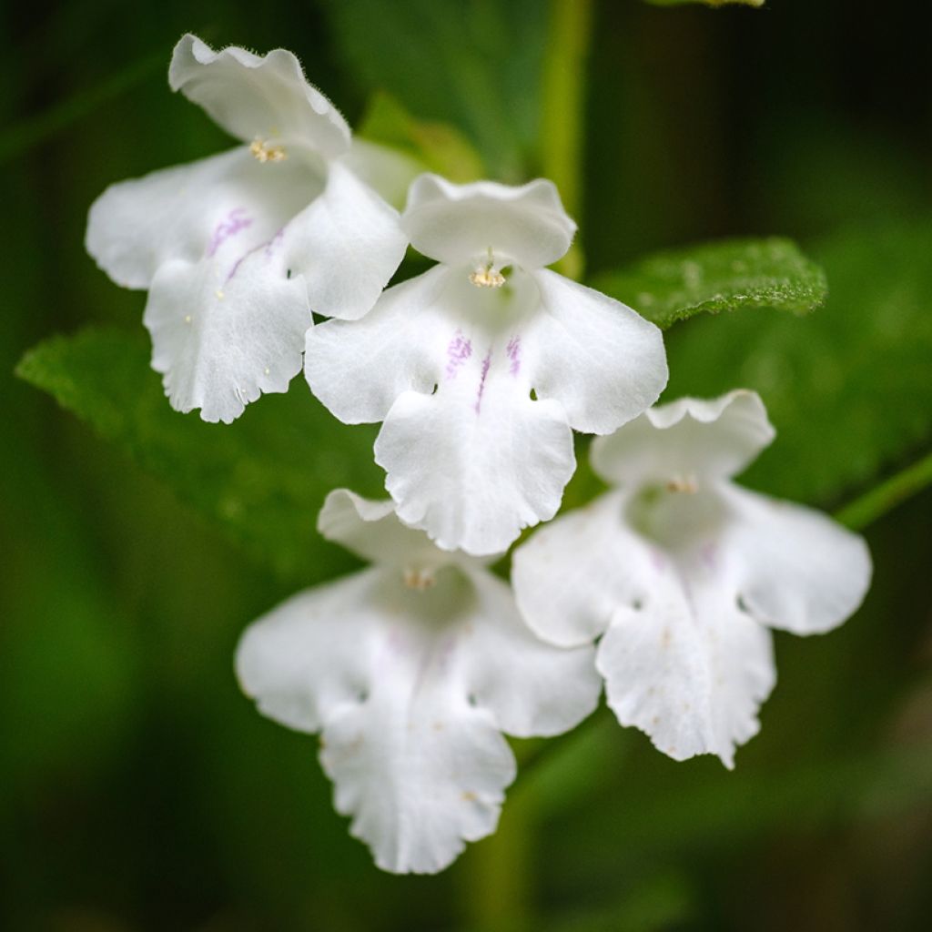 Melittis melissophyllum Alba - Bijenblad