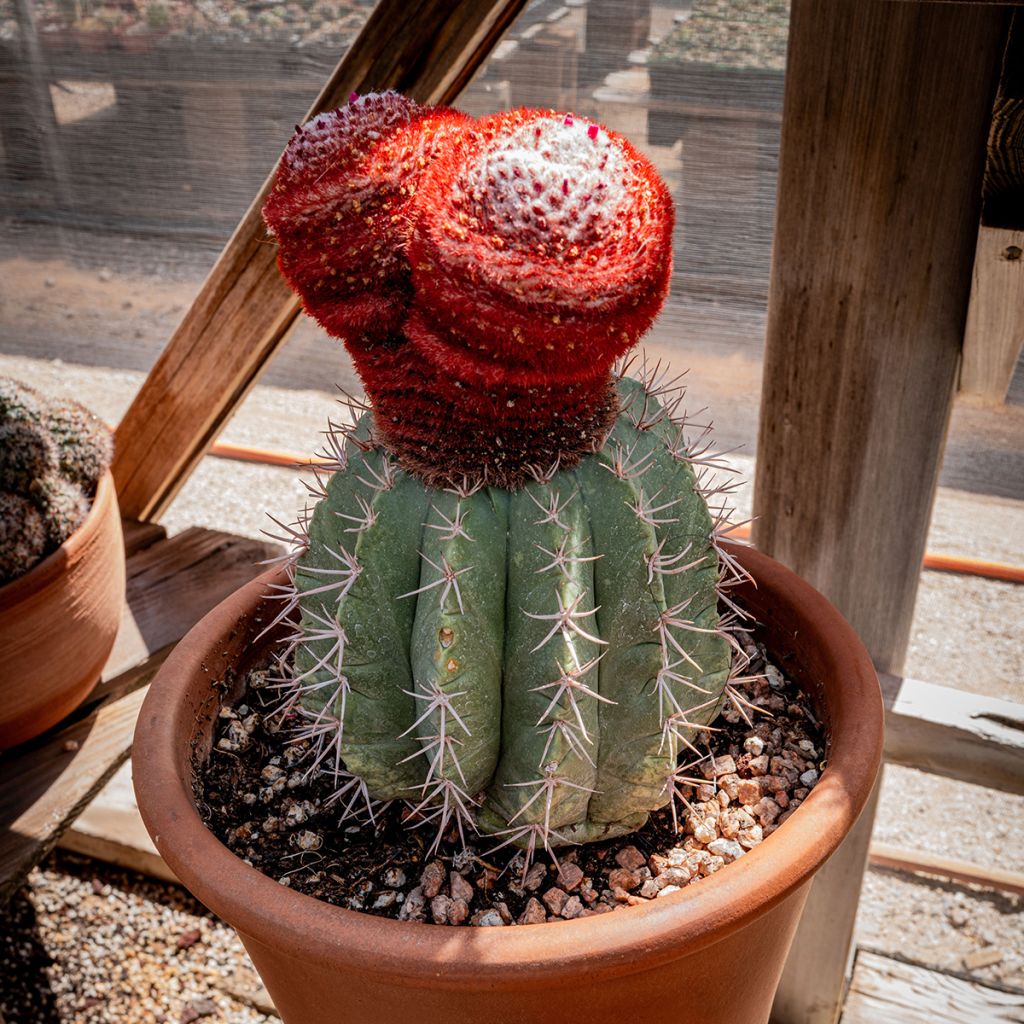 Melocactus azureus - Meloencactus