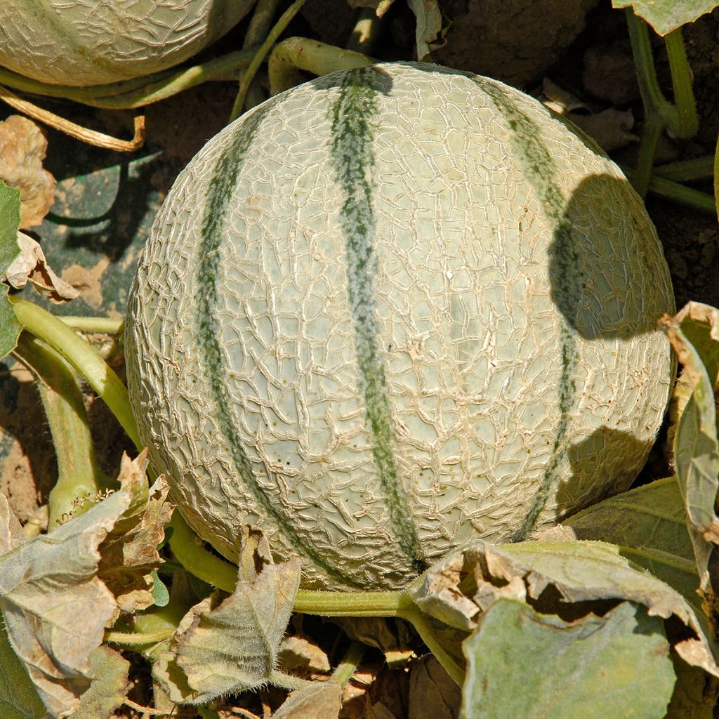 Cantaloupe-meloen Anasta F1 (jonge planten)