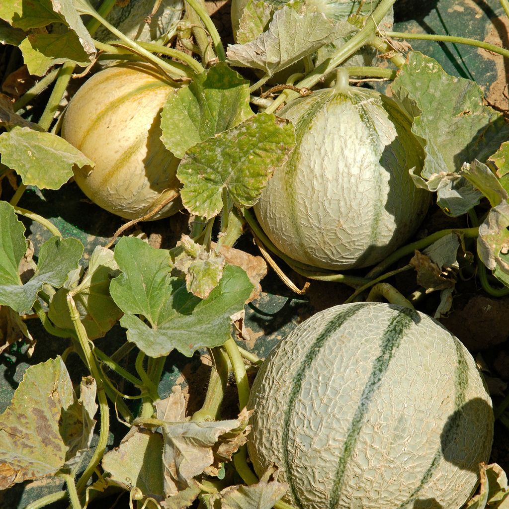 Cantaloupe-meloen Anasta F1 (jonge planten)