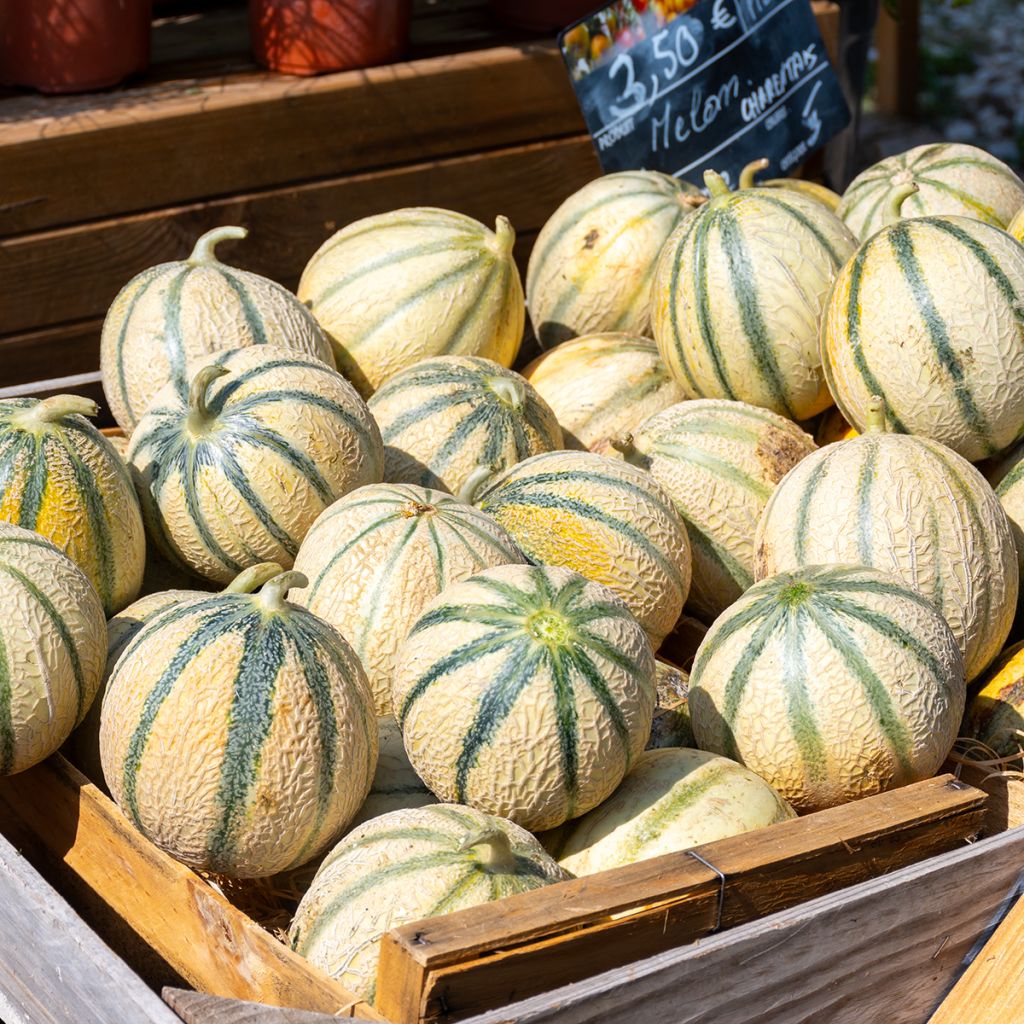 Charentais-meloen BIO (zaad)