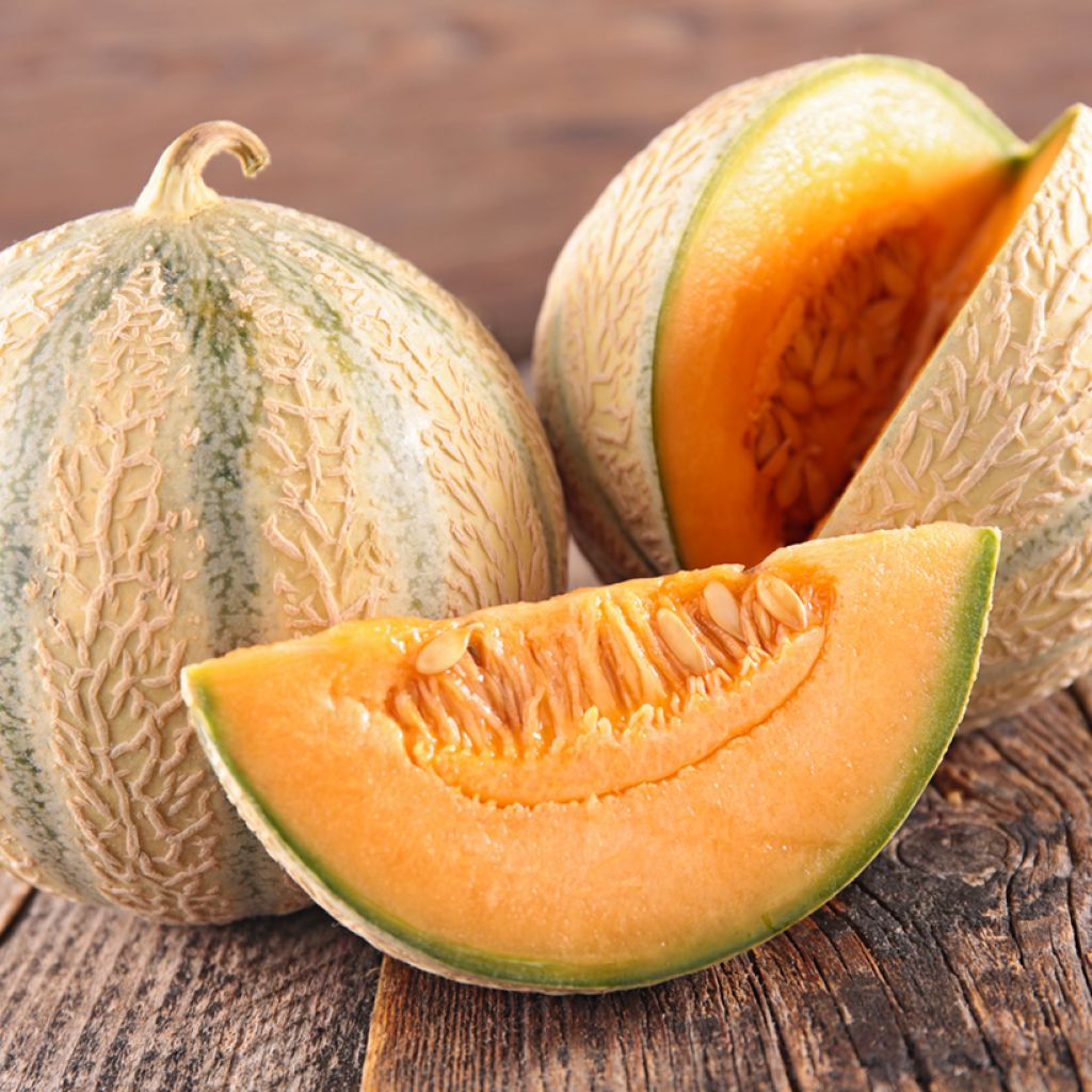 Netmeloen Cyrano F1 (jonge planten - geënt)