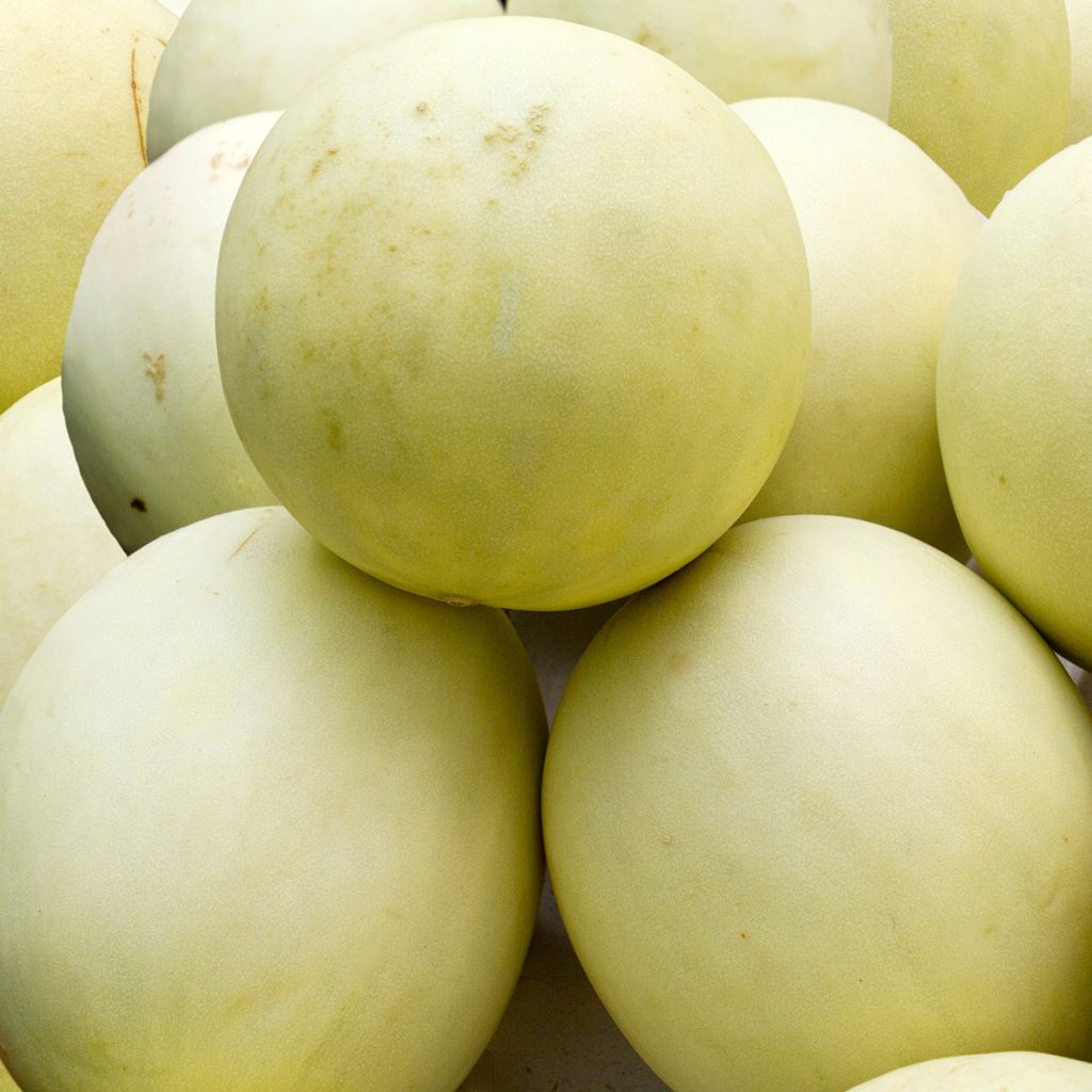 Honingmeloen Honey Dew BIO - Ferme de Sainte Marthe