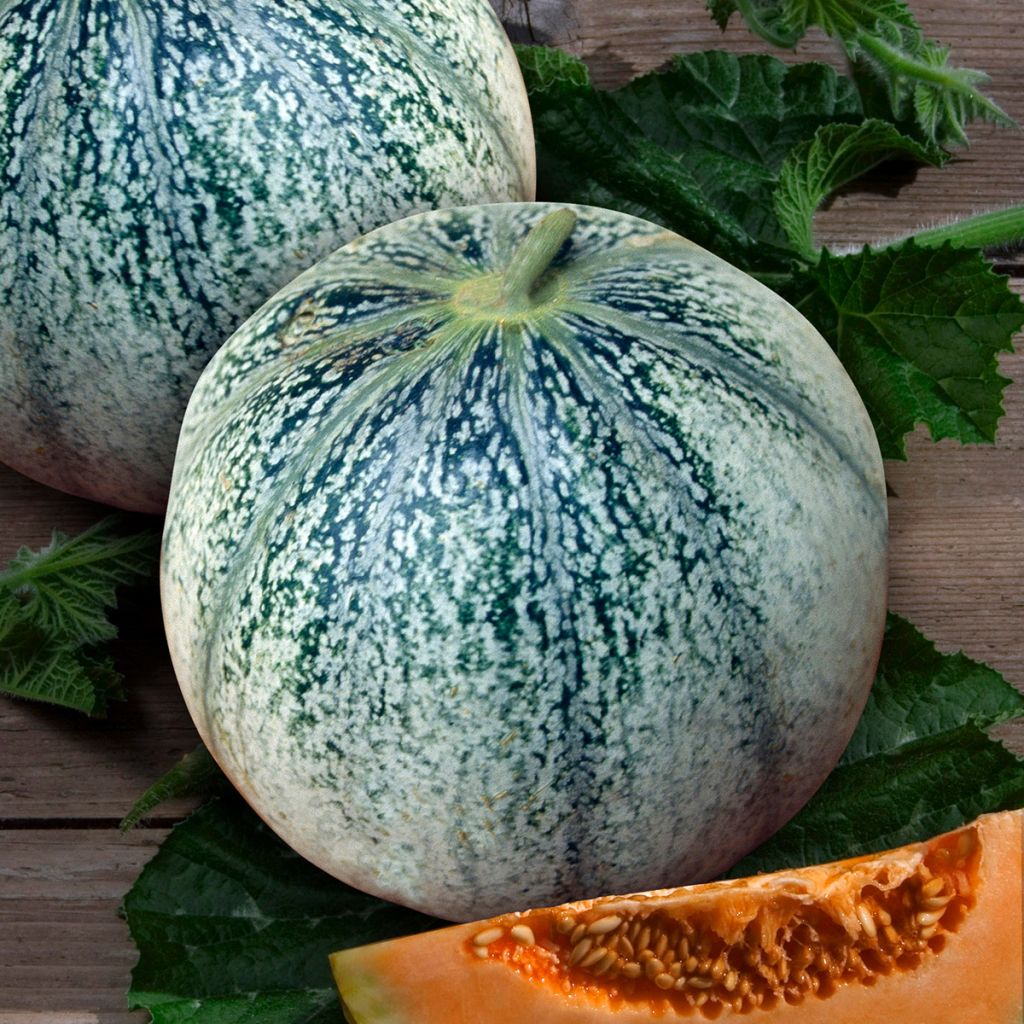 Meloen Petit Gris de Rennes