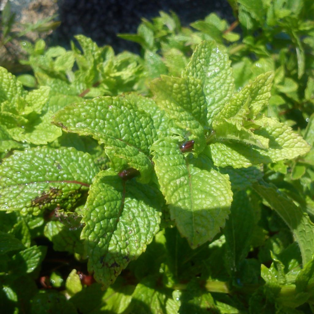 Marokkaanse munt - Mentha spicata Nannah