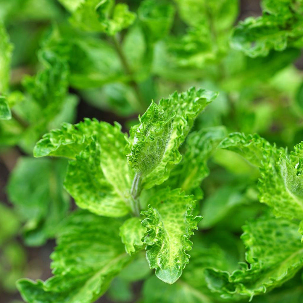 Mentha spicata Crispa - Kruizemunt