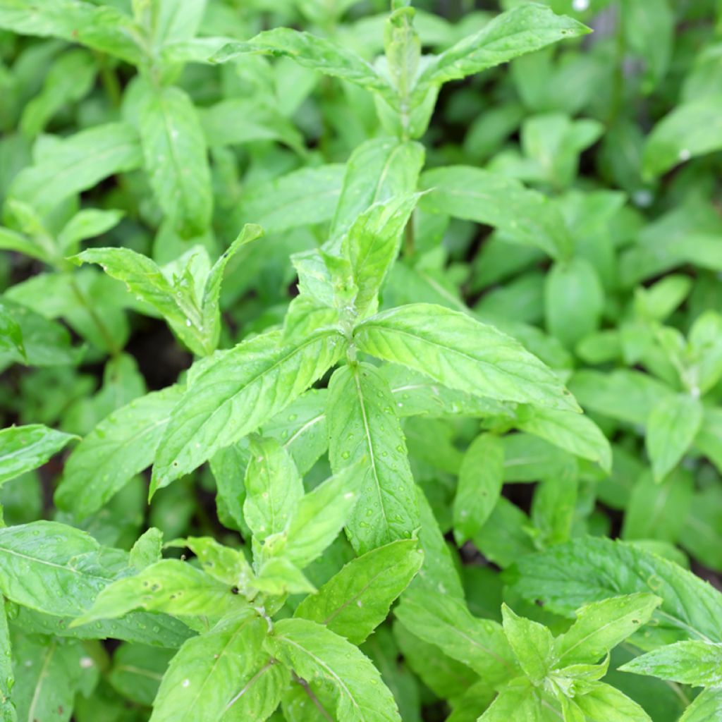 Mentha asiatica Var Asiatica - Aziatische munt