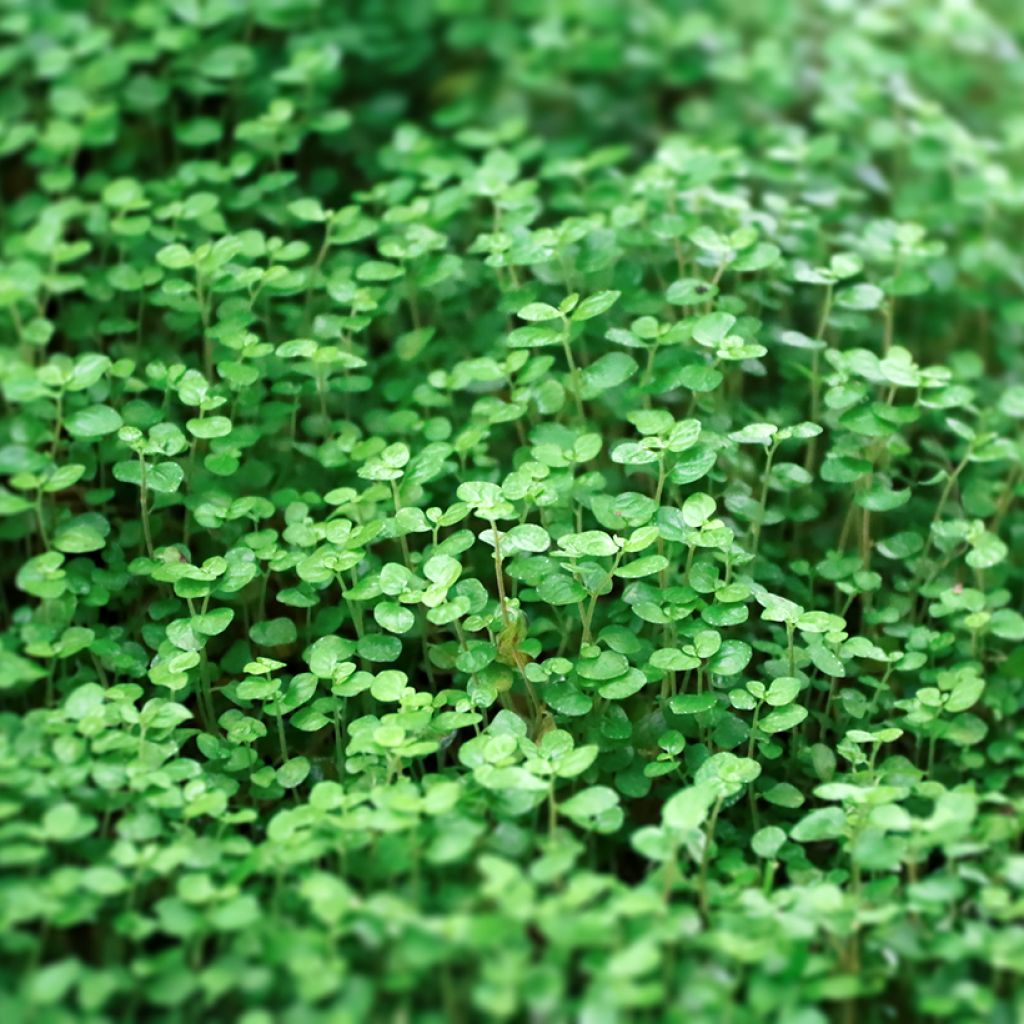 Mentha requienii - Corsicaanse munt