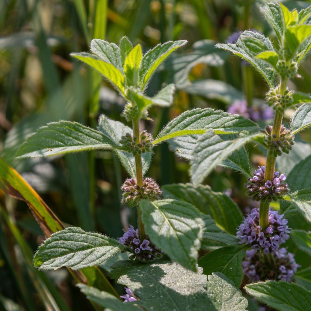 Mentha arvensis - Akkermunt