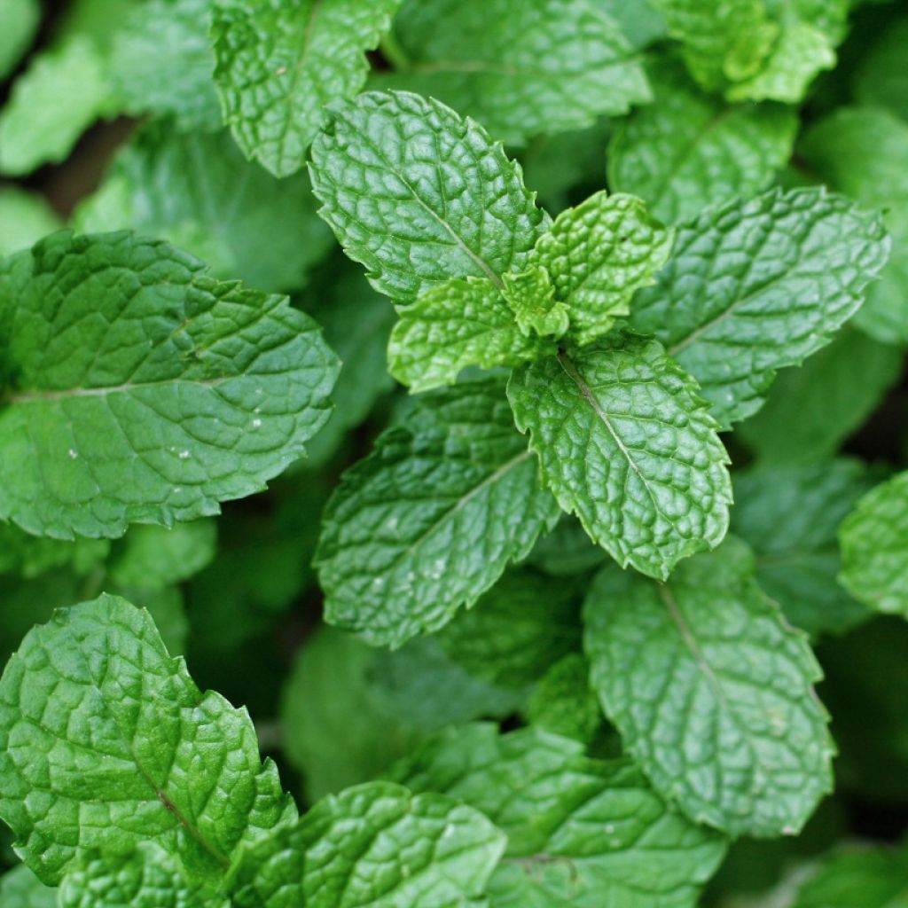 Spaanse munt BIO - Mentha spicata Spanish  (jonge planten)