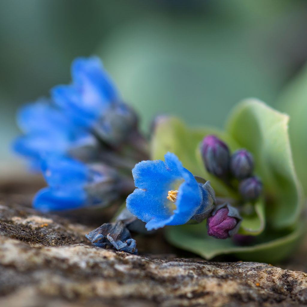 Oesterblad - Mertensia maritima (zaad)