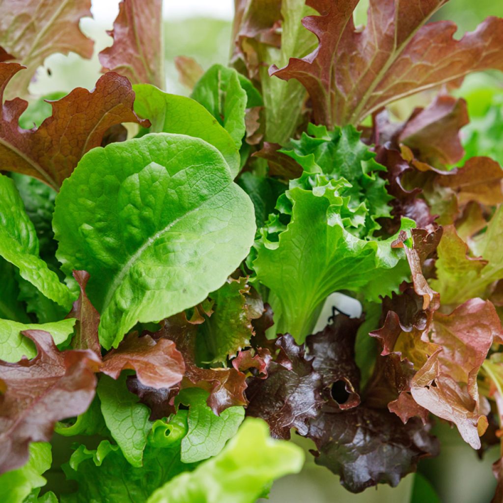 Mesclun Mix 4 (zonder rucola)