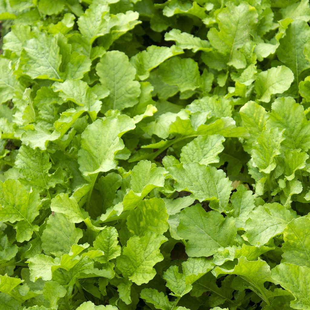 Raapstelen Namenia BIO