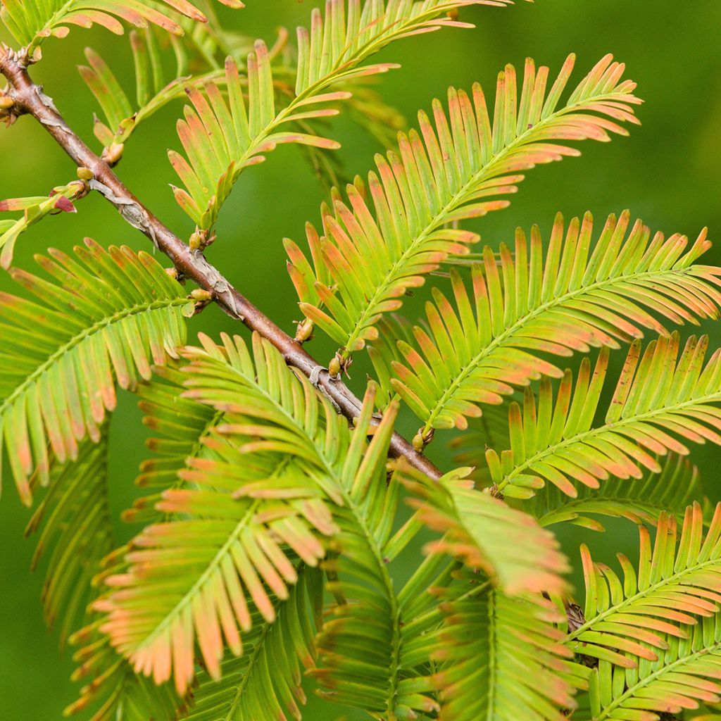 Metasequoia glyptostroboides (zaad) - Watercipres