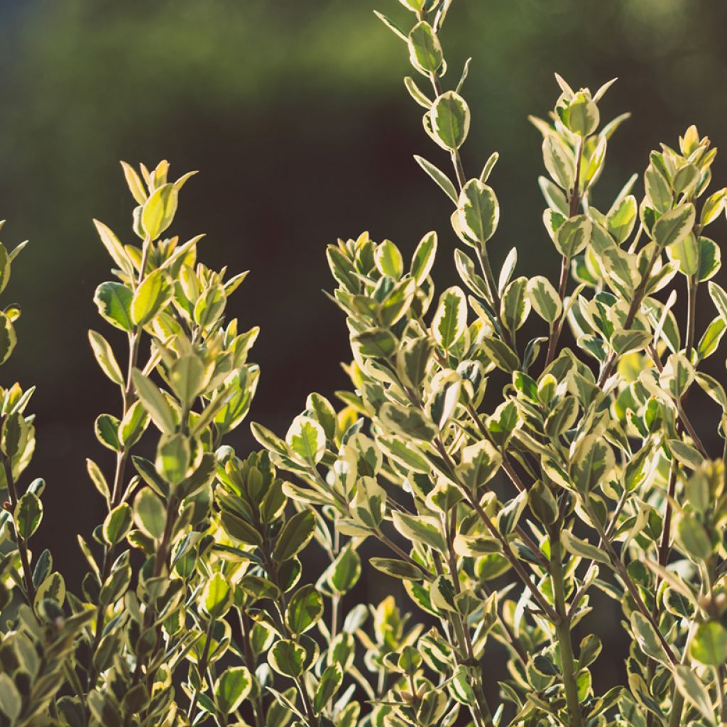 Metrosideros excelsa Aurea - Nieuw-Zeelandse kerstboom