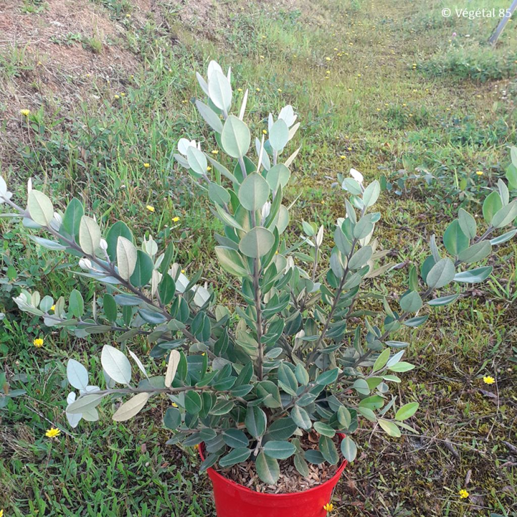 Metrosideros thomasii - Nieuw-Zeelandse kerstboom