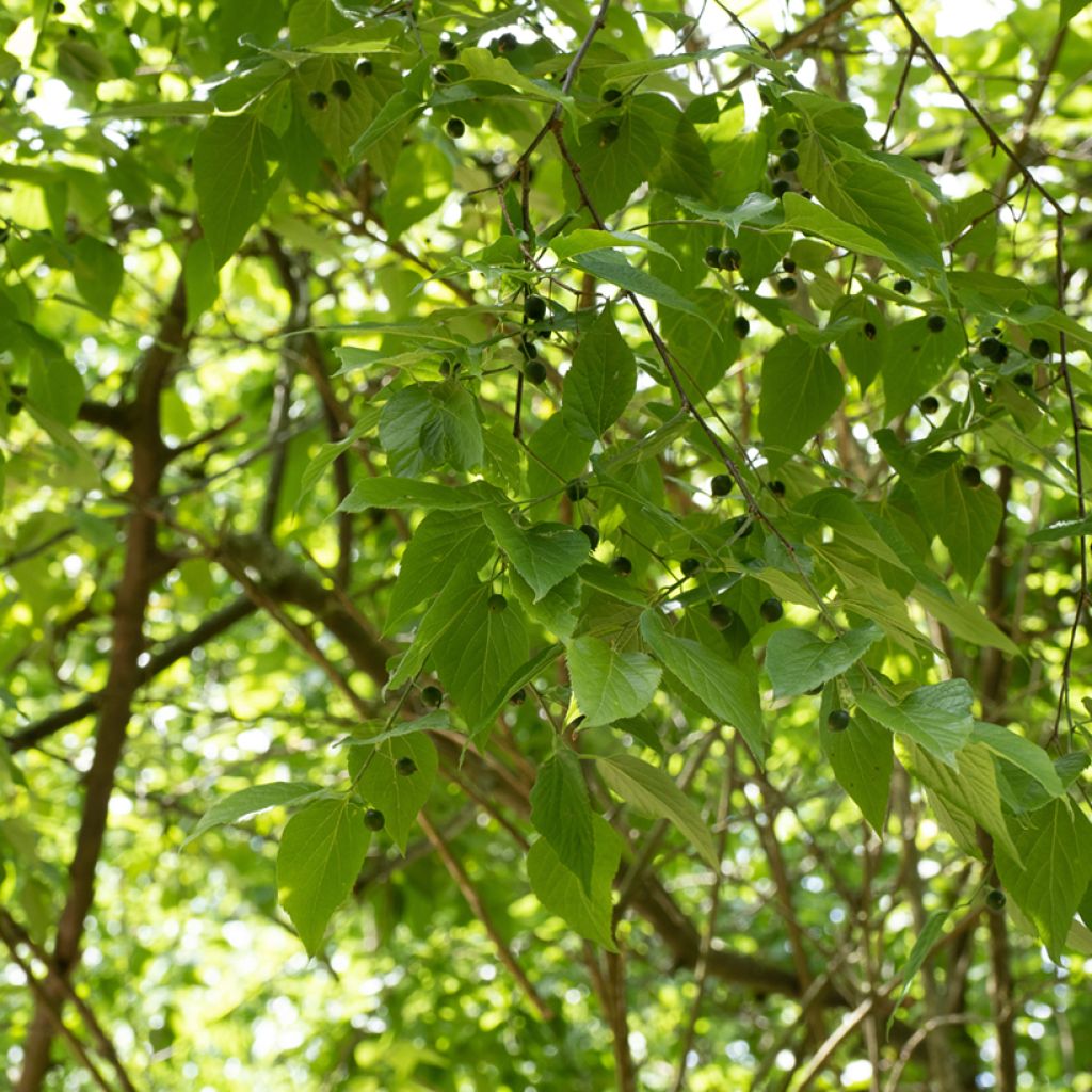 Celtis occidentalis - Westerse netelboom