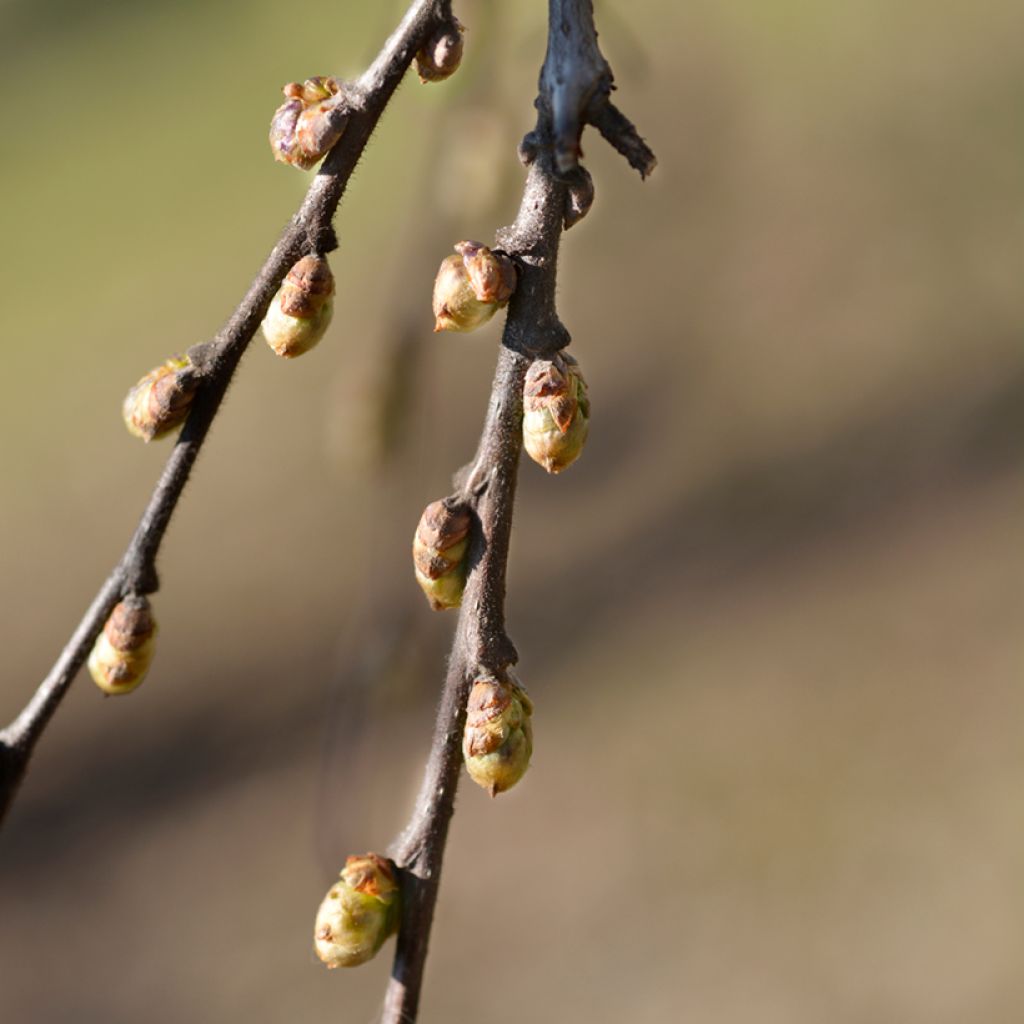 Celtis occidentalis - Westerse netelboom