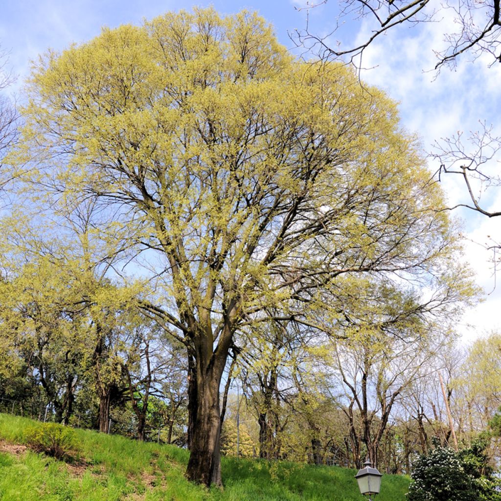 Celtis occidentalis - Westerse netelboom