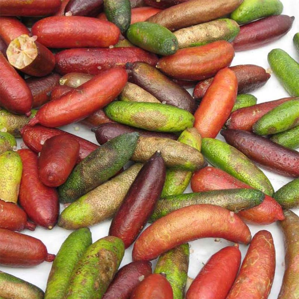 Vingerlimoen - Microcitrus australasica