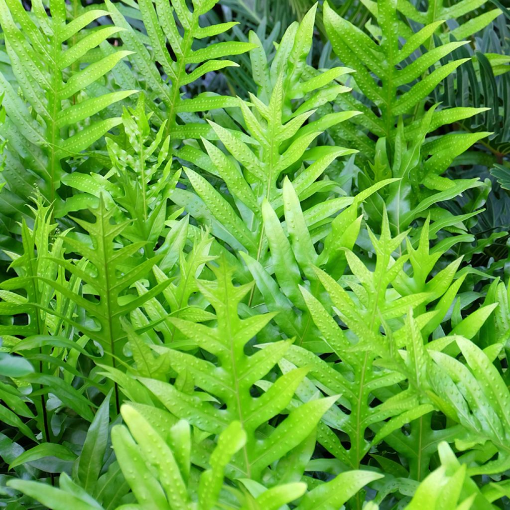 Microsorum diversifolium - Kangoeroevaren