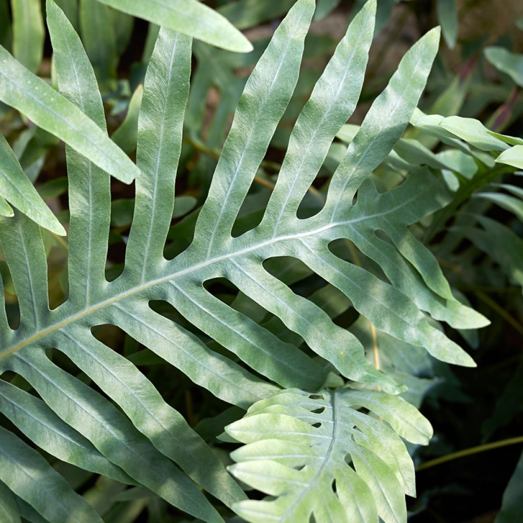 Microsorum diversifolium - Kangoeroevaren