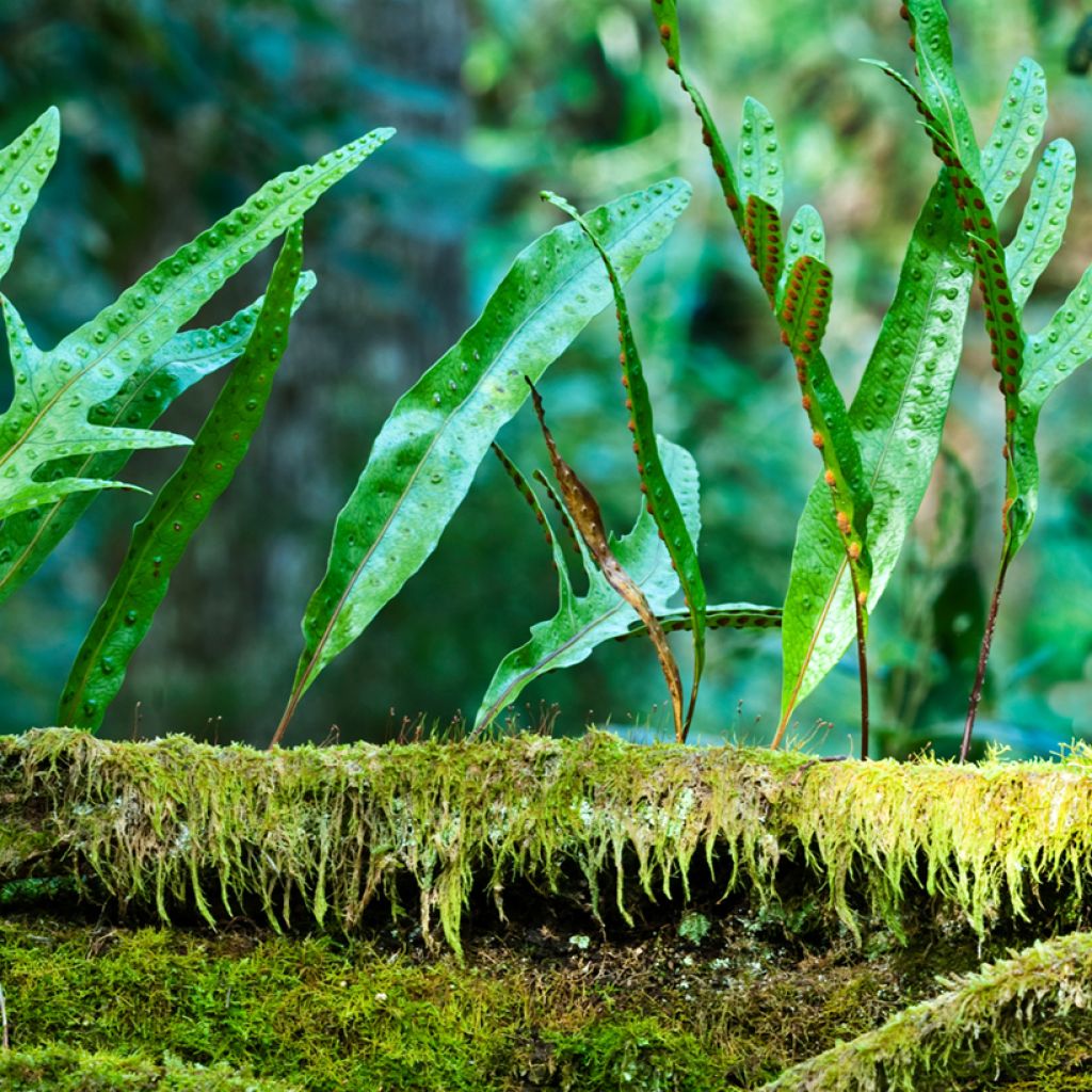 Microsorum diversifolium - Kangoeroevaren