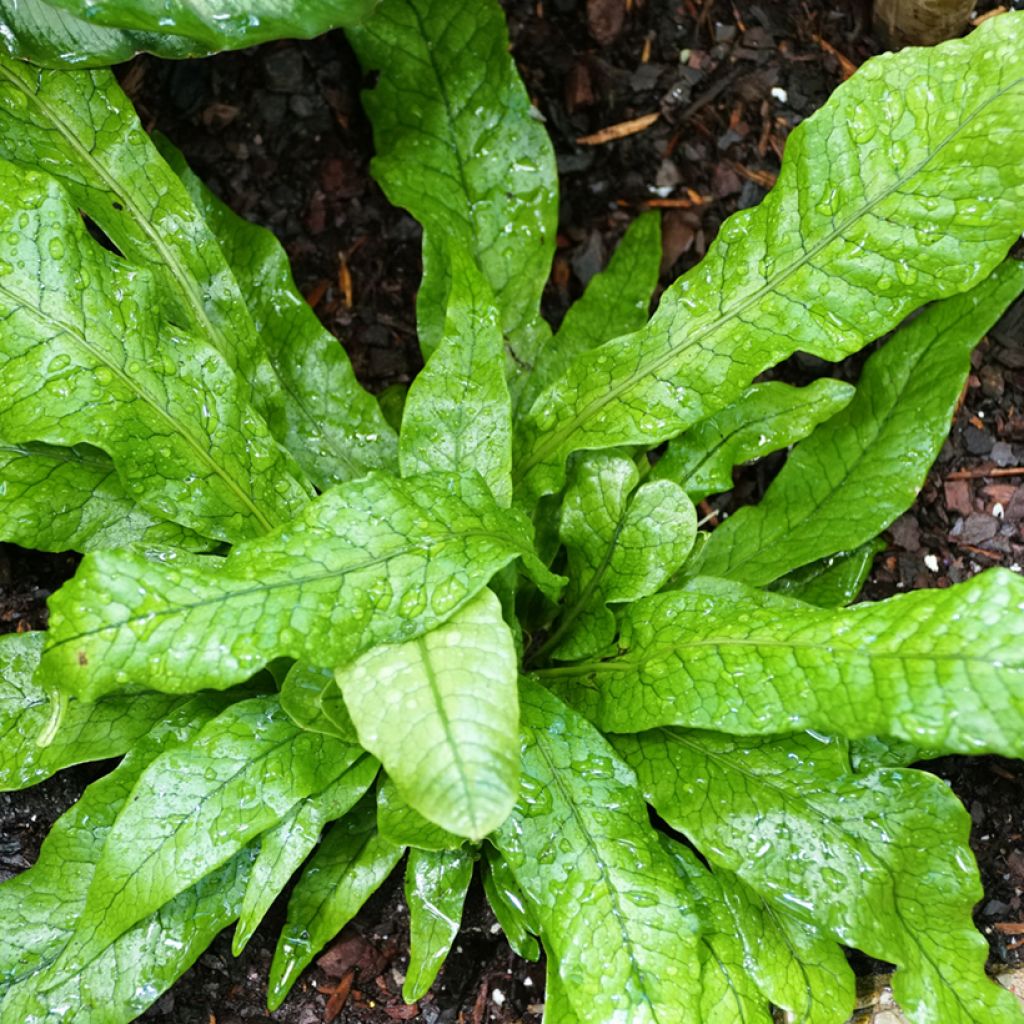 Microsorum musifolium Crocodyllus - Krokodillenvaren