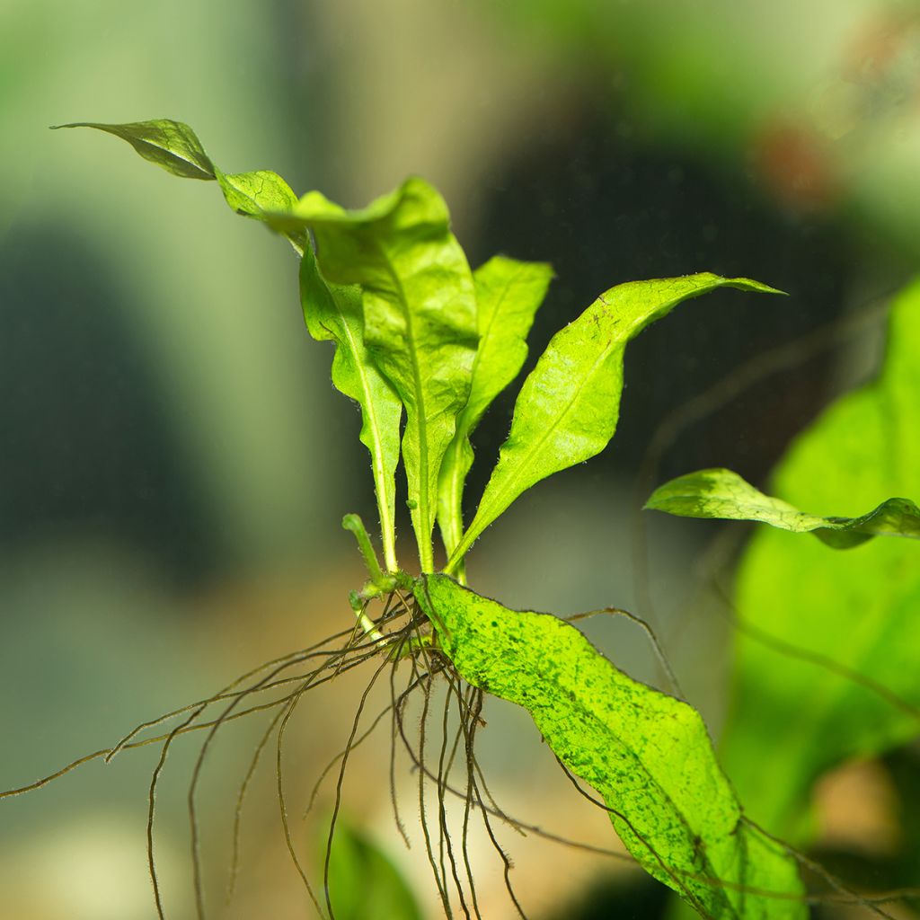 Microsorum pteropus - Javaanse varen