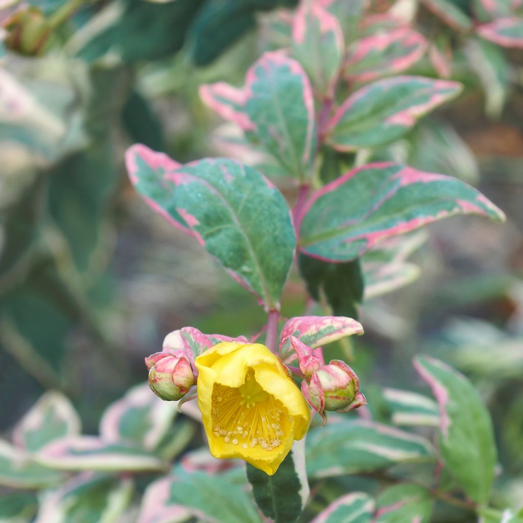 Hypericum moserianum Tricolor - Hertshooi tricolor
