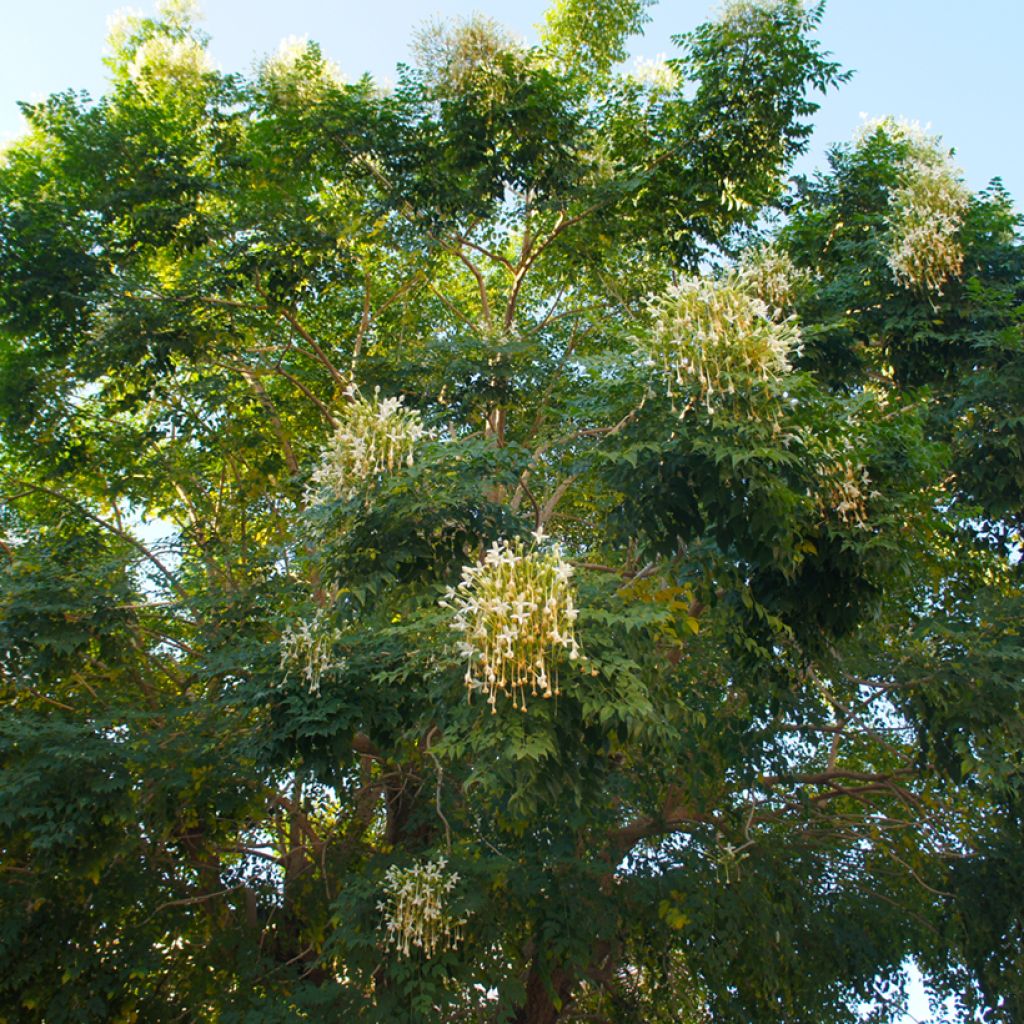 Millingtonia hortensis - Jasmijnboom