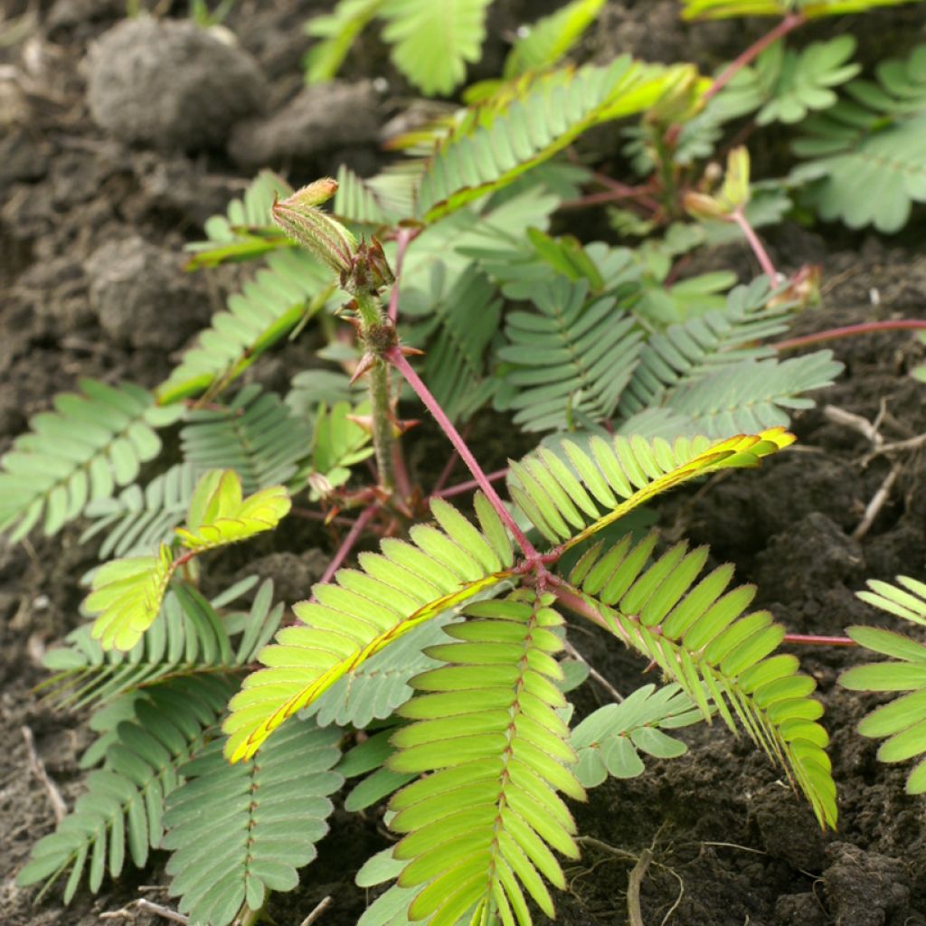 Mimosa pudica (zaad) - Kruidje-roer-me-niet