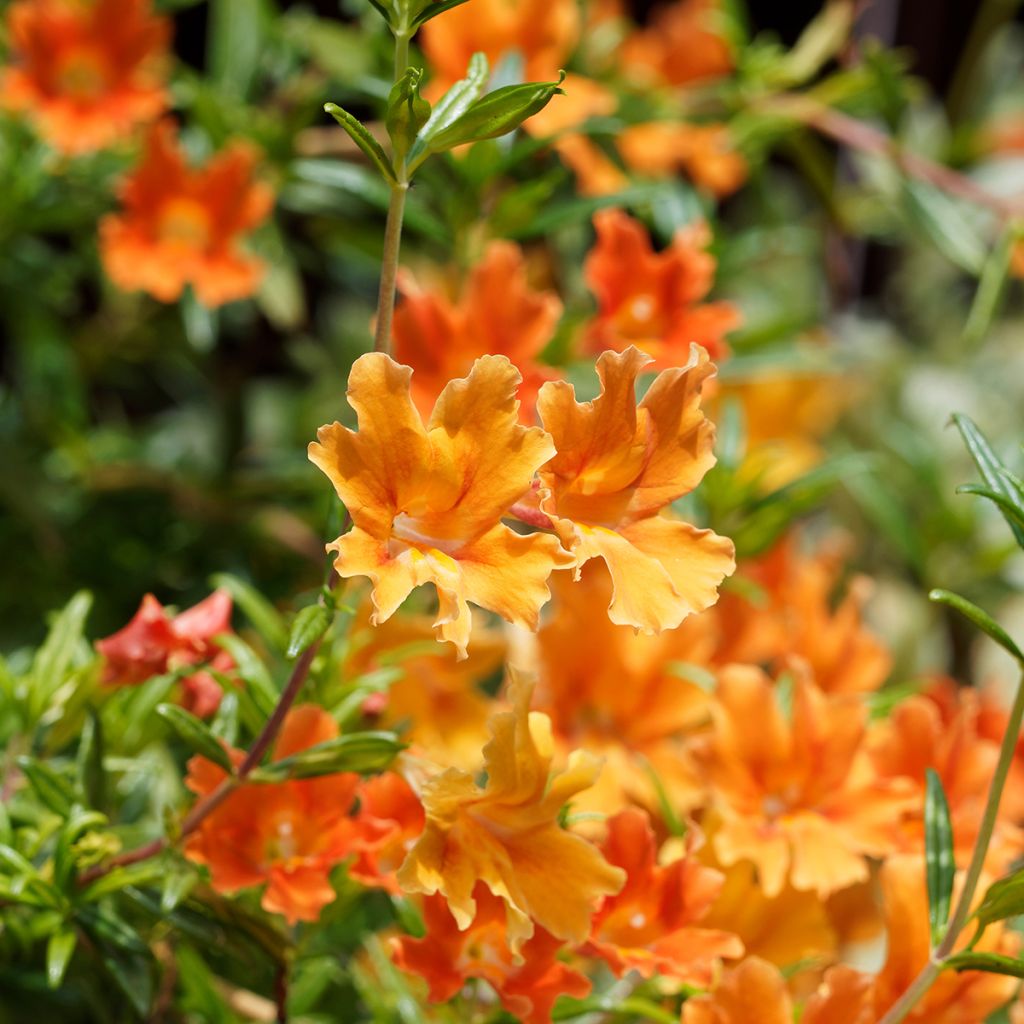 Mimulus aurantiacus Mai Tai Orange - Maskerbloem