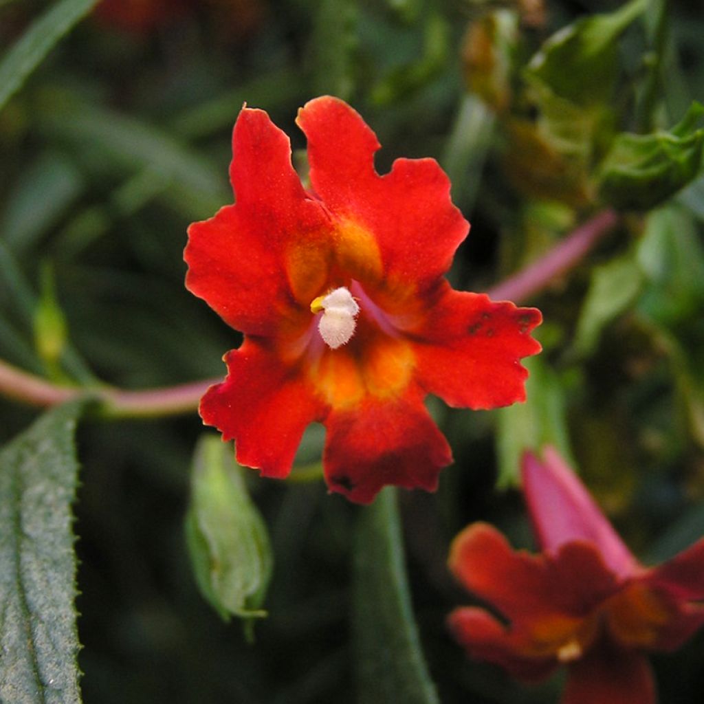 Mimulus aurantiacus Mai Tai Red - Maskerbloem