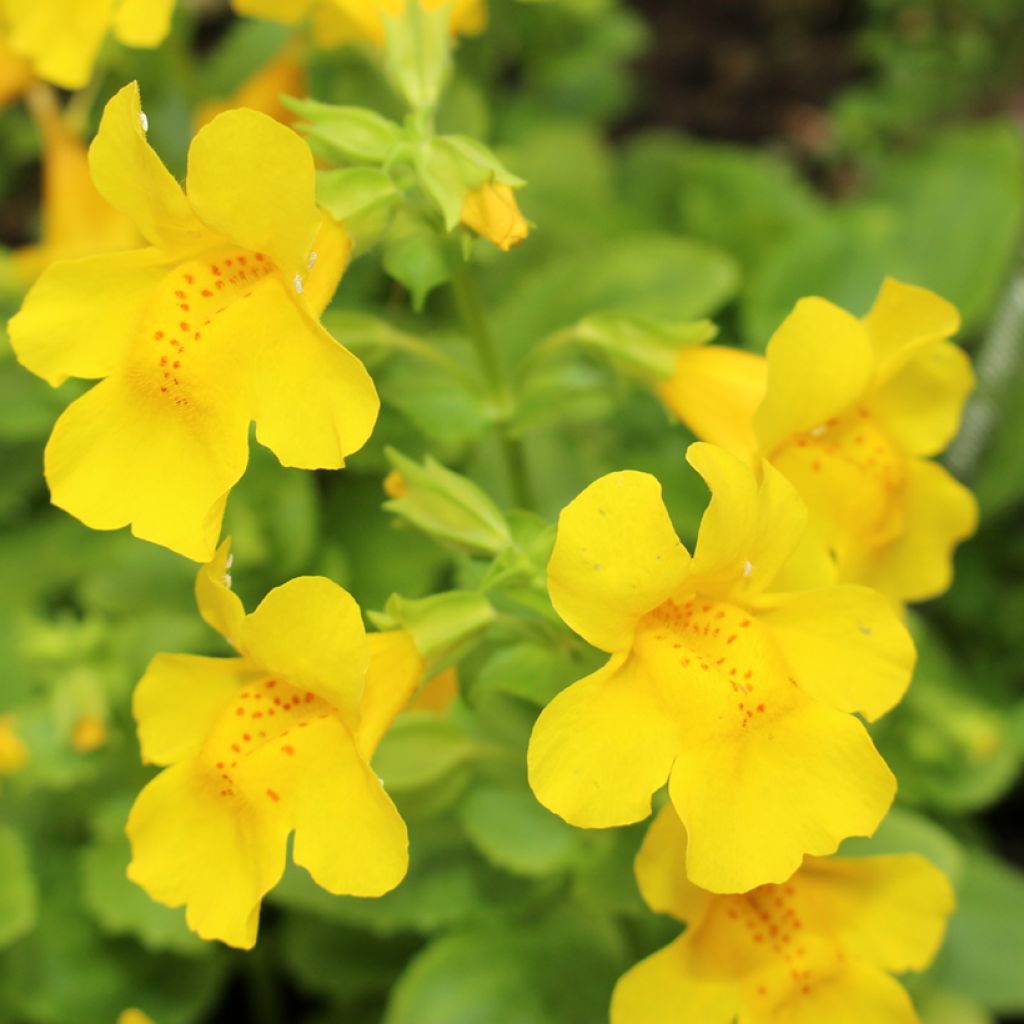 Mimulus tilingii - Maskerbloem